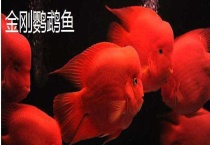 金刚鹦鹉鱼和普通鹦鹉鱼的区别？ 在哪些方面