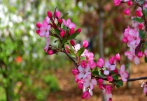 海棠花只剩树干了怎么办？