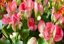 丽格海棠怎么摘心 附摘心的原因和注意事项