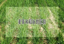 麦苗和稻谷的区别？