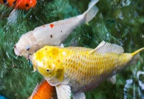 钓鲤鱼调漂调几目最佳？附灵钝论述