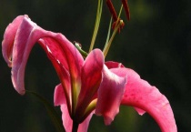 香水百合和百合有什么区别？？