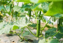 吡噻菌胺不能和什么药混用