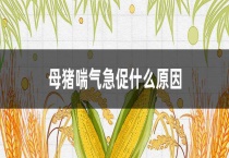 母猪喘气急促什么原因？