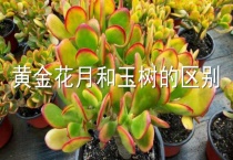 黄金花月和玉树的区别？