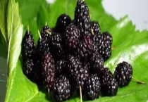 盆栽桑葚结果需要几年 附桑葚的生长习性