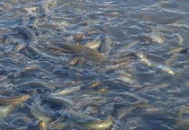 养泥鳅池塘怎么挖