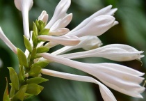 玉簪花晒蔫了怎么办？