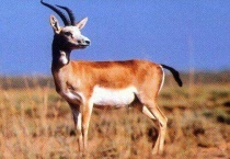 黄羊是什么动物