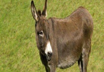 养驴要做什么准备 饲料一定要准备充足