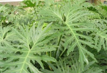 春羽气生根怎么多久？