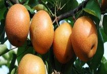 黔东南金秋梨的产地在哪里 附金秋梨的主要价值和分布