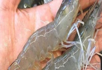 不适宜吃虾的禁忌人群有哪些 虾不可以和什么食物一起吃