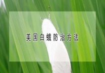 美国白蛾防治多久？