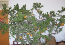 家里放桔子树的寓意