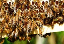 怎样防止蜂箱里生巢虫？注意事项有哪些？