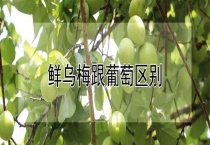 鲜乌梅跟葡萄区别？