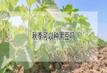 秋季可以种黑豆吗？