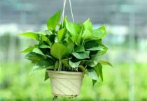 绿萝的气根是什么？