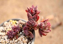 多肉能用普通泥土养吗？