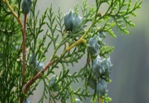 侧柏种子的成熟期 侧柏是什么？