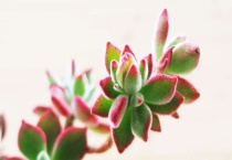 锦晃星锈病枯萎怎么办？