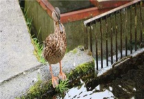 在野外抓的野鸭子怎么养