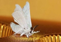 蚕变成蛾子后吃什么？