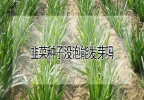 韭菜种子没泡能发芽吗？