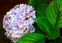 绣球调蓝可以用白醋吗？