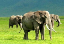 大象需要冬眠吗？