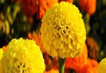 万寿菊与孔雀草区别？ 详细介绍