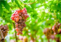 葡萄采收后用什么肥料