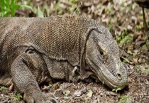 巨蜥都有哪些天敌 附巨蜥主要分布地