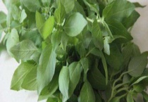 荆芥和荆芥穗的区别？