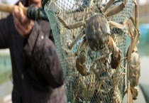 大闸蟹公的好还是母的好 附公母蟹的区别？