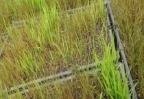 水稻立枯病的防治技术 附危害症状和发病原因？