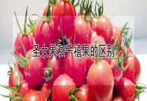圣女果和千禧果的区别？