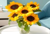 水养向日葵能养几天