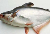 巴沙鱼是不是海鱼 我国有养殖巴沙鱼吗？