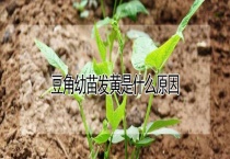 豆角幼苗发黄是什么原因？
