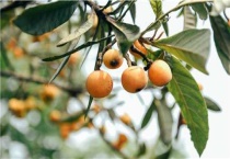 枇杷采收和贮藏多久？