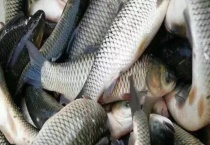 秋季钓草鱼技巧 附注意事项