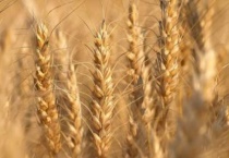 适合春天种的农作物有哪些？