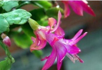 万能树怎么嫁接蟹爪兰