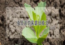 蚕豆苗的家庭培植法
