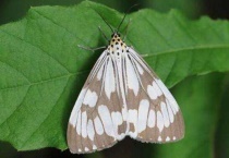 家里蛾子多怎么找源头