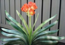 君子兰可以放卧室里养吗？