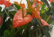 火鹤花有毒吗？