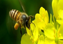 中蜂(中华蜜蜂)养殖十大忌讳 详细如下